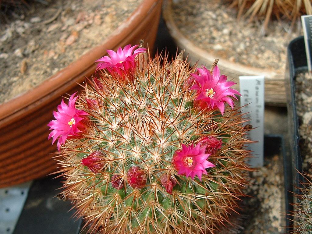 Mammillaria rekoi ssp.aureispina.JPG